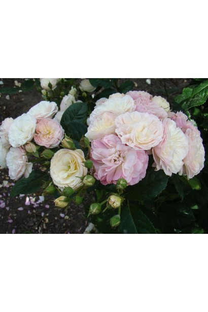 Сферичні кисті троянди Букет Парфе на міцних стеблах